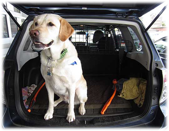 Dog Arthritis Symptoms - Difficulty jumping into the car