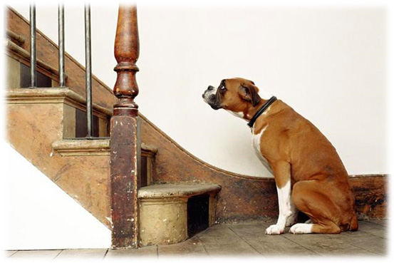 Dog Arthritis Symptoms - Difficulty moving up and down stairs