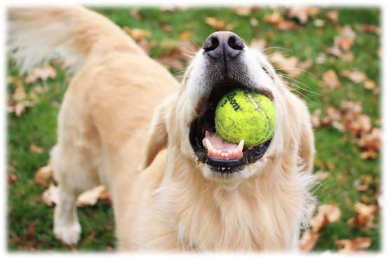 Dog Arthritis Symptoms - Less playful