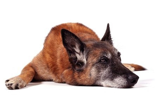 Dog Arthritis Symptom - Moving slowly and stiffly