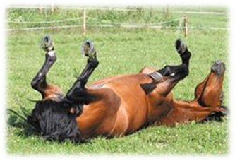 Horse Arthritis - Inability to roll/rollover