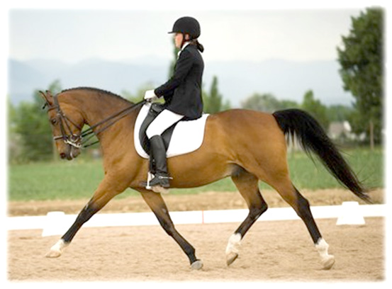 Horse Arthritis - Reluctance to extend the trot
