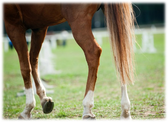 Horse Arthritis Stiffness