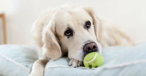 8 Helpful Clues in Dog Arthritis