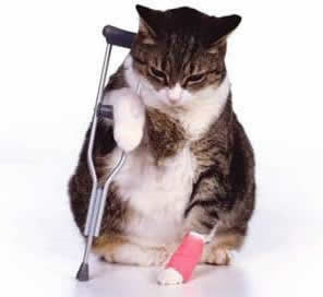 Cat Arthritis Symptoms