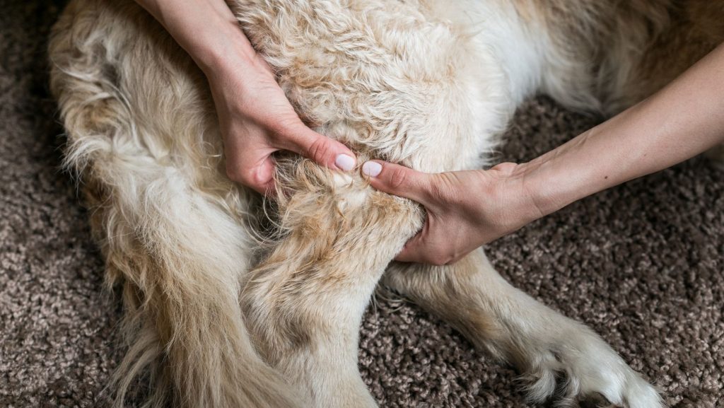 Massage Therapy for Dogs with Arthritis