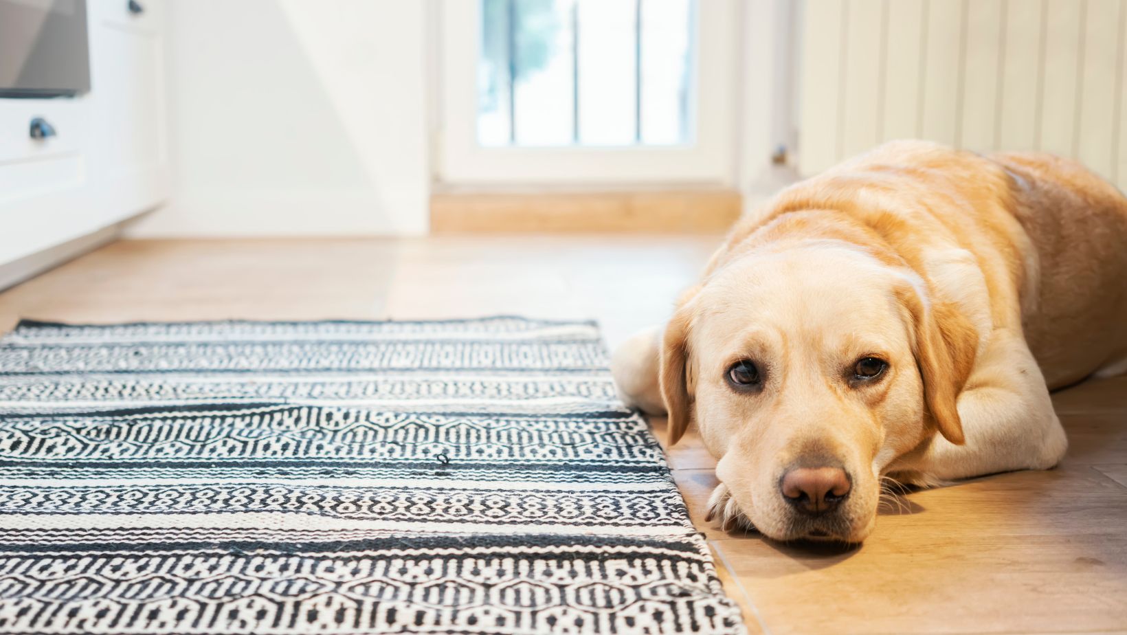Understanding the Signs of Arthritic Pain in Dogs: A Guide for Pet Owners