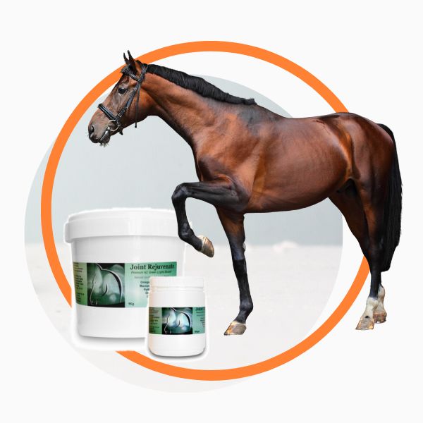 Natural Pain Relief Joint Rejuvenate for Horses