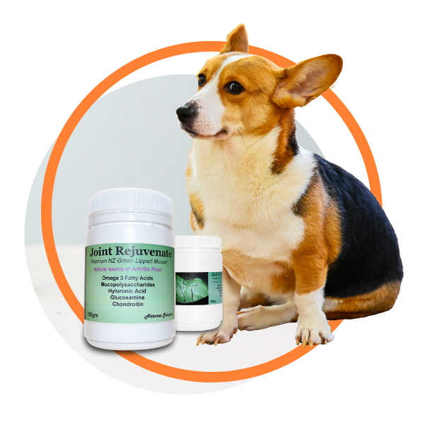 Natural Pain Relief Joint Rejuvenate for dogs