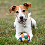 Thumbnail for Early Intervention in Joint Wear and Tear