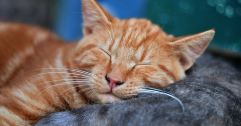 5 Helpful Clues That Indicate Arthritis May Be Causing Your Cat Pain