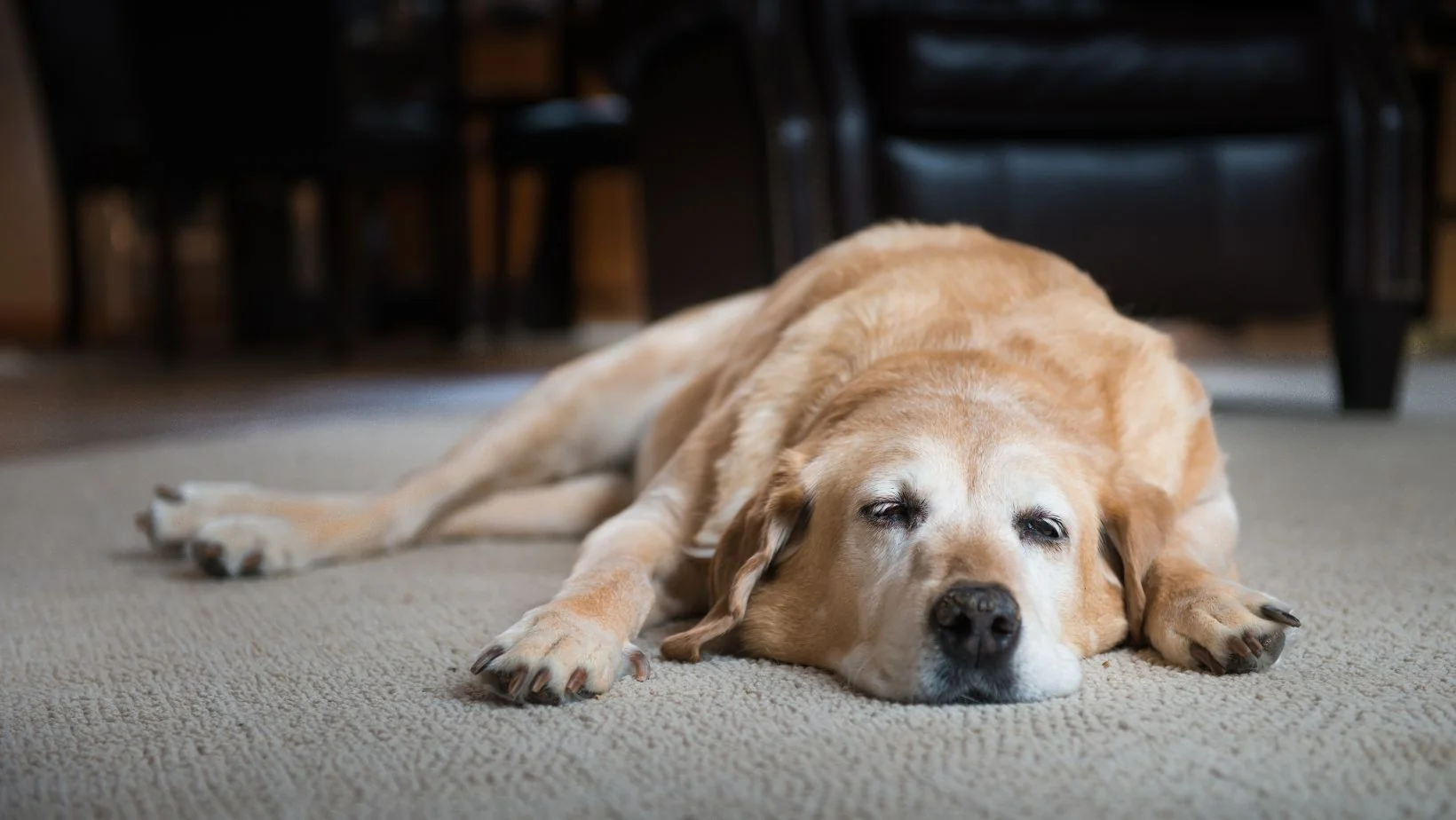 All-Natural Supplement that Helps Relieve Arthritis Pain in Dogs