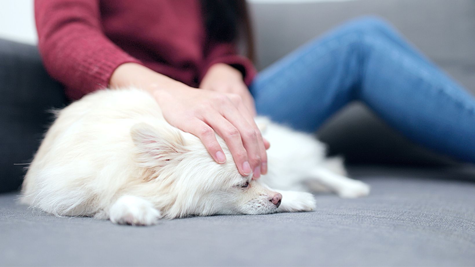 What Triggers Dog Arthritis