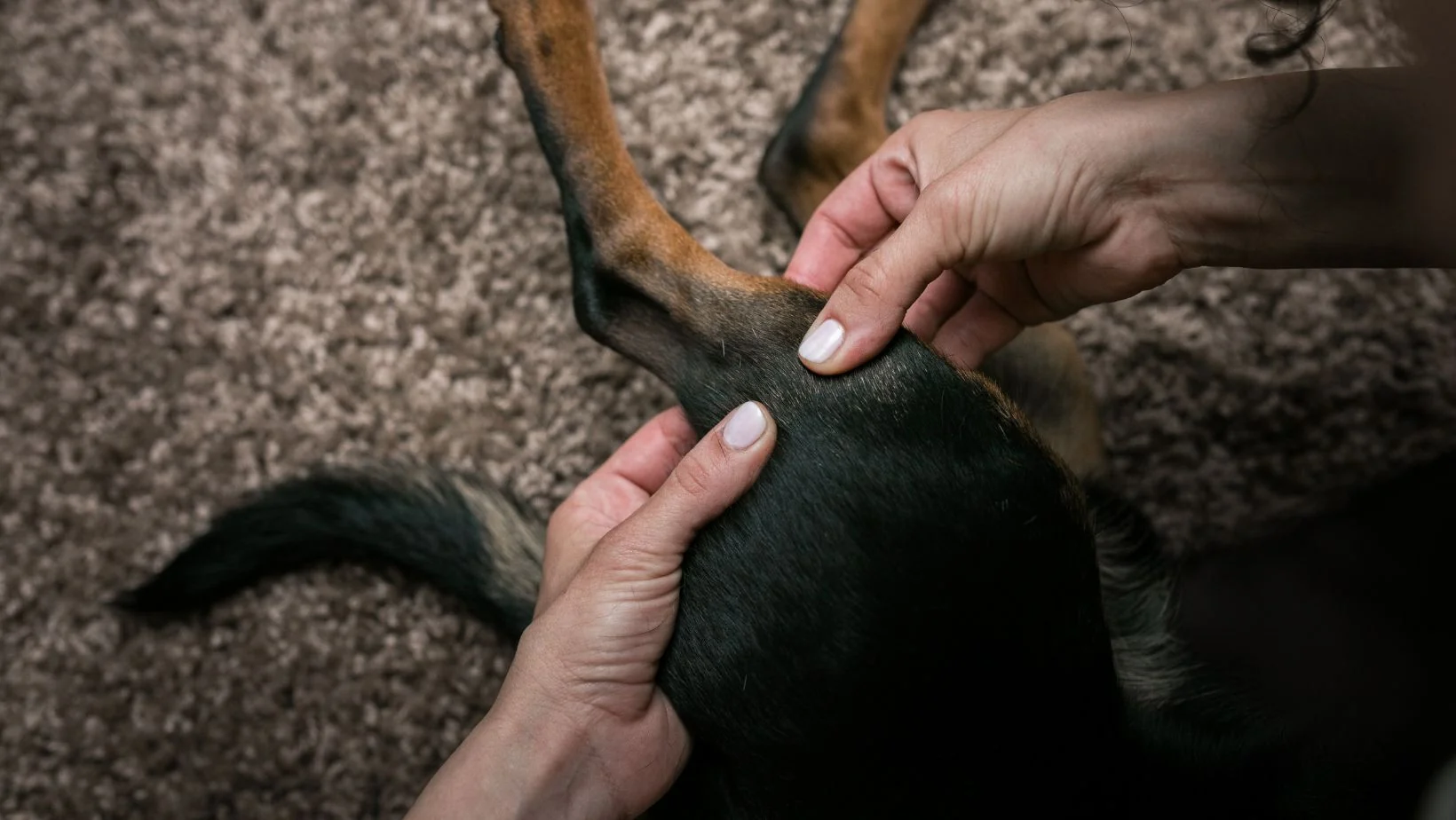 Featured image for article: How to Massage a Dog with Arthritis: Step-by-Step Guide