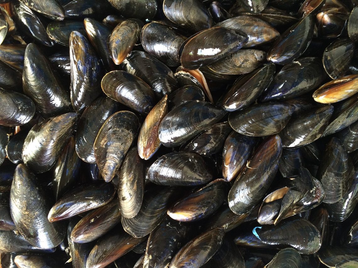 Green Lipped Mussel as a Treatment for Arthritis