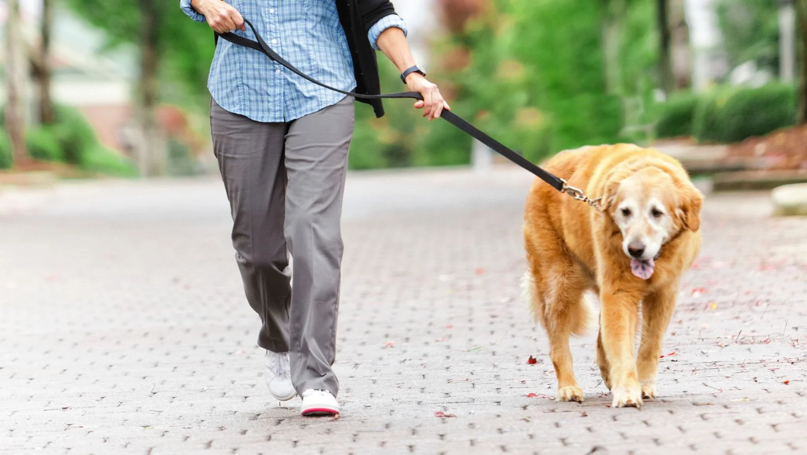 Should You Walk a Dog with Arthritis?